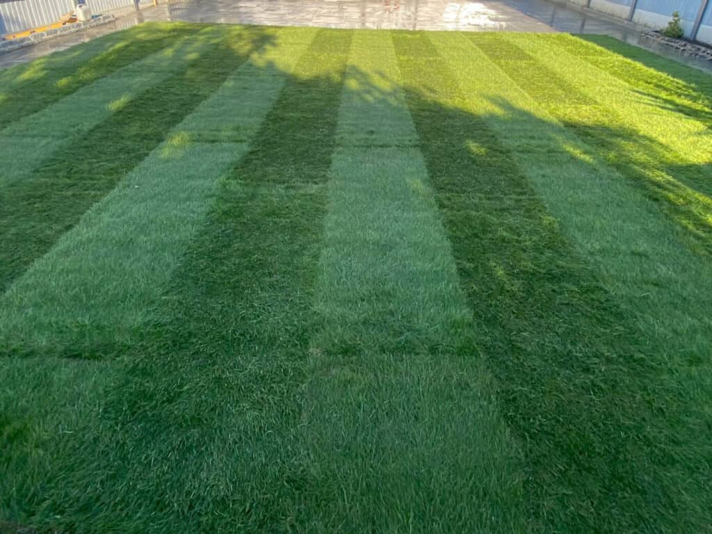 New Grass Lawn Southend