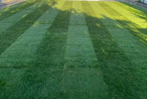 New Grass Lawn Southend